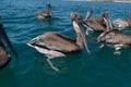 Closeup of a group of Galapagos Brown Pelicans, Pelecanus occidentalis urinator in blue water