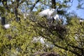 Closeup of group of Great egrets (Ardea alba) building nests on branches