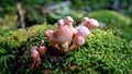 A closeup of a group of grey brown mushrooms grows on the side of a rotting tree trunk on a lush green forest floor.