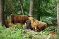 Closeup of a group of hairy bulls under trees on spring