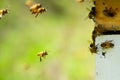 Closeup of a group of honey bees during flight. Apiculture.