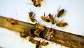 Closeup of a group of honey bees on the hive wall. Apiculture.