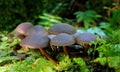 Closeup of a group of Hypholoma brunneum mushroom growing on forest floor, surrounded by moss