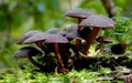 Closeup of a group of Hypholoma brunneum mushrooms growing on forest floor with moss