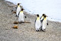King penguins - Aptendytes patagonica, group of penguins walking on beach, Gold Harbour, South Georgia Royalty Free Stock Photo