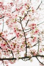 Closeup Group little white sakura in the garden