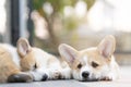 Closeup of group lovely, cute corgi dog puppies lying, relaxing and sleeping