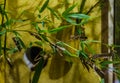 Closeup of a group of migratory locusts on a branch, insects from Africa and Asia