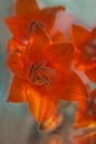 Closeup of a group of orange flowers with bubbles