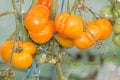 Closeup On Group Of Organic Orange Tomatoes On Vine.