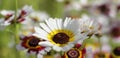 Chrysanthemum flowers with green blur background, long panoramic view