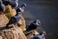 Closeup of a group of pigeons perched on a rock in sunlight.