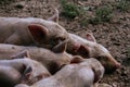 Closeup of a group of pigs sleeping at Quarr Abbey on the Isle of Wight, England