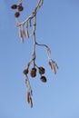 Closeup of a group of pinecones hanging from a branch on a pine tree isolated against a blue sky and background during a