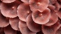 Closeup of a group of pink mushrooms. Shallow depth of field. Generative AI