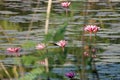 Closeup of a group of pink waterlily or lotus flowers in the pond Royalty Free Stock Photo