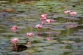 Closeup of a group of pink waterlily or lotus flowers in the pond Royalty Free Stock Photo