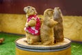 Closeup of a group of prairie dogs with one of them in a cute cloth