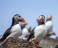 Closeup of a group of puffins perched on a rock