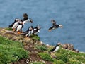 Closeup of a group of puffins perched on a rock