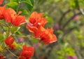 Close up Group of Red Orange Bougainvillea Flowers Isolated on Nature Background Royalty Free Stock Photo