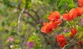 Close up Group of Red Orange Bougainvillea Flowers Isolated on Nature Background Royalty Free Stock Photo