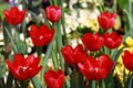 Closeup, Group Red tulip flower are blooming in the garden so very beautiful Royalty Free Stock Photo