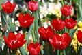 Closeup, Group Red tulip flower are blooming in the garden so very beautiful Royalty Free Stock Photo