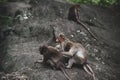 Closeup of a group of Rhesus Macaques sitting on a rock in a green forest