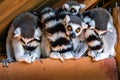 Closeup of a group of ring-tailed lemurs of a wooden structure