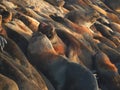 Closeup of a group of seals