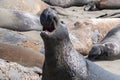 Closeup of a group of seals on the rocks