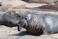 Closeup of a group of seals on the rocks