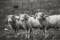 Closeup of group of sheep with horns