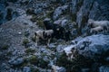 Closeup of a group of sheep walking in the mountains in the dark Royalty Free Stock Photo