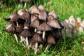 Closeup of group of the small inky cap mushrooms growing in the grassland in forest