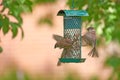 Closeup of group of sparrows eating seeds from bird feeder in garden at home. Zoomed in on three birds picking food and