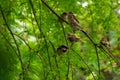 Closeup of a group of sparrows on a tree branch in a garden