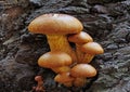 Closeup of a group of Spectacular Rustgill growing on rotten wood in the forest