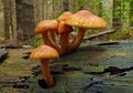 Closeup of a group of Spectacular Rustgill growing on rotten wood in the forest