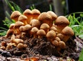 Closeup of a group of Spectacular Rustgill growing on rotten wood in the forest