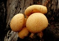 Closeup of a group of Spectacular Rustgill growing on rotten wood in the forest