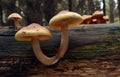 Closeup of a group of Spectacular Rustgill mushrooms growing on rotten wood in the forest