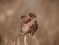 Closeup of group of spotted bugs perching on plant