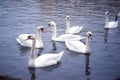 Closeup of group of swans swimming in Vltava river in dusk. Blue water of river in twilight with a lot of birds swans. Swans in Royalty Free Stock Photo