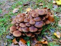 Closeup of a group of `typical` mushrooms