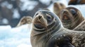 Closeup of a group of velvetlike fur seals basking in the sun their whiskers twitching as they lazily watch the