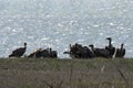 Closeup of a group of vultures at the bank of the river