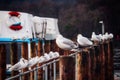 Closeup of a group of white gulls on the wooden constructions of the shore