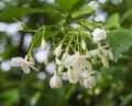 Little White Wrightia religiosa flower in nature garden